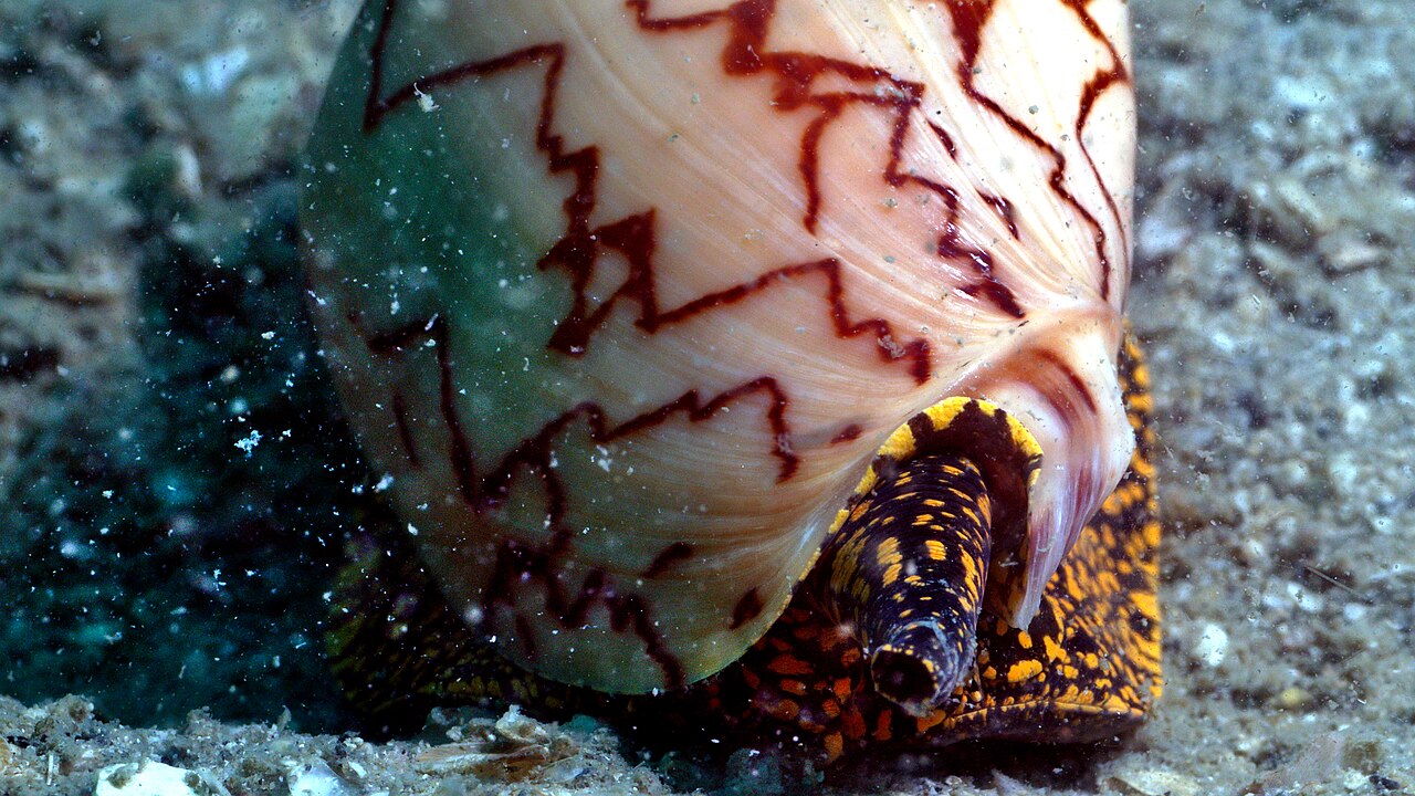 Sea life near Koh Rong Samloem waters